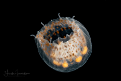 Thimble Jellyfish - Scyphozoa - Coronatae - Linuche unguiculata