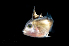 Triggerfish - Gray - Balistidae Family - Balistes capriscus