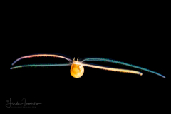 Veliger Larva of a Marine Gastropod