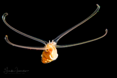 Veliger Larva of a Marine Gastropod