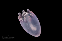 Young Cerinula Stage Tube Anemone Larva - Ceriantharia