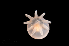 Young Cerinula Stage Tube Anemone Larva - Ceriantharia
