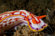 Hypselodoris kaname Hypselodoris kaname