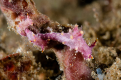 Aegires sp. 7 NSSI
