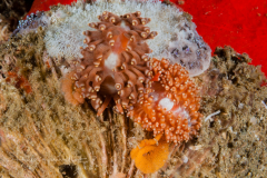 Anteaolidiella cacaotica