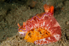 Ceratosoma tenue