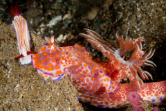 Ceratosoma tenue