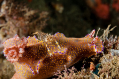 Ceratosoma tenue
