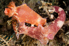 Ceratosoma trilobatum