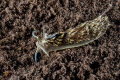 Cerberilla albopunctata