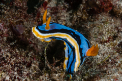 Chromodoris annae