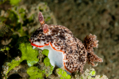 Chromodoris striatella