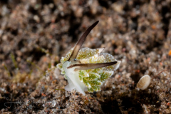 Costasiella kuroshimae