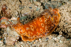 Dendrodoris guttata