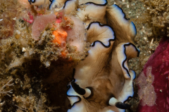 Doriprismatica atromarginata