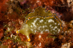 Elysia marginata