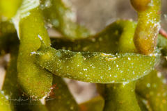 Elysia sp. 23 NSSI