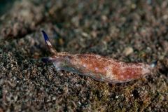 Elysia sp. 28