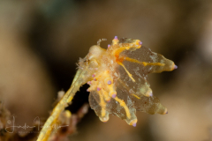 Eubranchus sp. 1 NSSI