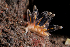 Eubranchus sp. 1 NSSI