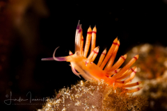 Flabellina sp. 2 ? NSSI