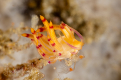 Flabellina unknown