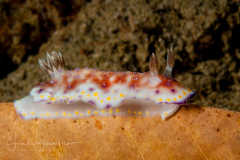 Goniobranchus collingwoodi