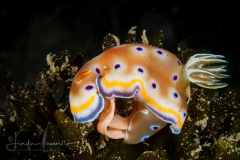 Goniobranchus geminus