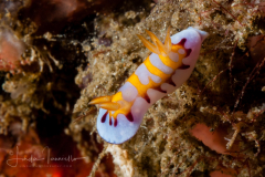 Goniobranchus sp. 16 NSSI