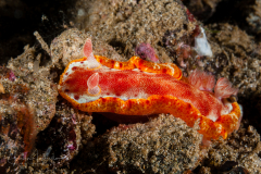 Hexabranchus lacer