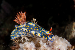 Hypselodoris infucata