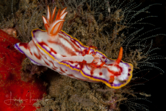 Hypselodoris kaname