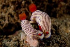 Hypselodoris whitei