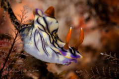Hypselodoris zephyra