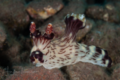 Jorunna rubescens