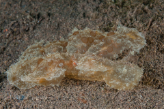 Melibe viridis?