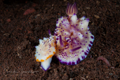 Mexichromis multituberculata
