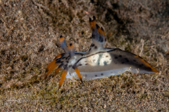 Polycera sp. 1 NSSI