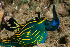 Roboastra luteolineata