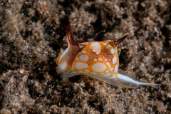 Siphopteron nakakatuwa