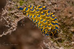 Costasiella sp.