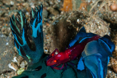 Tambja morosa