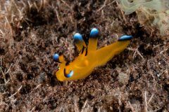 Thecacera pacifica