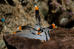 Thecacera picta