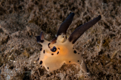 Thecacera melkyi