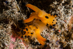 Thecacera pikachu - Mating