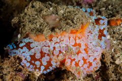 Umbraculum umbraculum