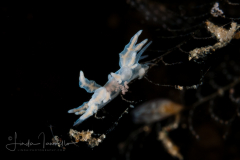 Unknown Eubranchus