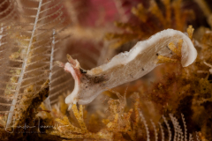 Unknown Lomanotus