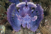 Paddle-Flap Scorpionfish - Rhinopias eschmeyeri